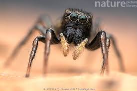 Attēlu rezultāti vaicājumam “Heliophanus sp.”