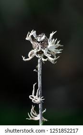 Attēlu rezultāti vaicājumam “Lentaria”