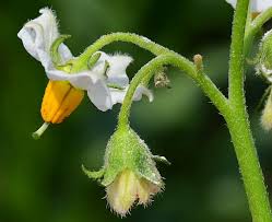 Attēlu rezultāti vaicājumam “Solanum tuberosum flower”