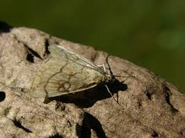 Attēlu rezultāti vaicājumam “Evergestis pallidata”