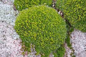 Attēlu rezultāti vaicājumam “Grimmia pulvinata”