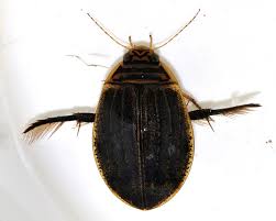 Attēlu rezultāti vaicājumam “Acilius sulcatus female”