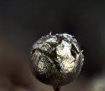 Attēlu rezultāti vaicājumam “Lamproderma pseudomaculatum”