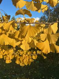 Attēlu rezultāti vaicājumam “Ginkgo biloba”