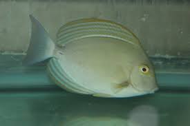 Image result for Acanthurus xanthopterus