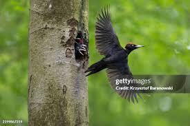 Attēlu rezultāti vaicājumam “Dryocopus martius”