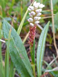 Attēlu rezultāti vaicājumam “Bistorta vivipara flower”
