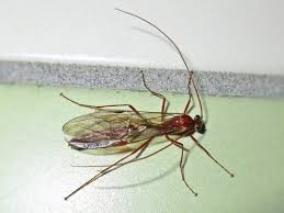 Attēlu rezultāti vaicājumam “Ichneumonidae imago”