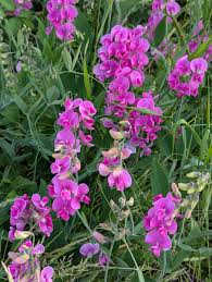 Attēlu rezultāti vaicājumam “Lathyrus latifolius”