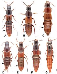 Attēlu rezultāti vaicājumam “Quedius dilatatus”