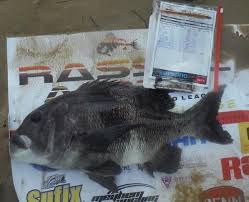 Image result for Cymatoceps nasutus