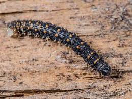 Attēlu rezultāti vaicājumam “Parascotia fuliginaria”