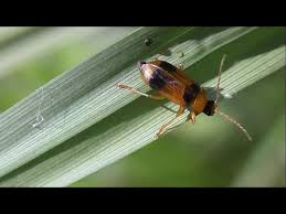 Attēlu rezultāti vaicājumam “Phyllobrotica quadrimaculata”