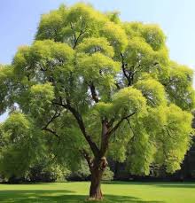 Attēlu rezultāti vaicājumam “Fraxinus”