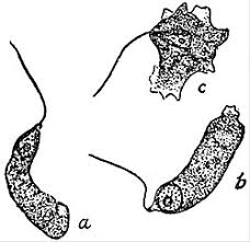 Attēlu rezultāti vaicājumam “Badhamia panicea spores”