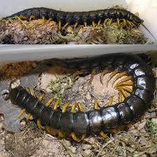 Attēlu rezultāti vaicājumam “Strongylosoma pallipes”