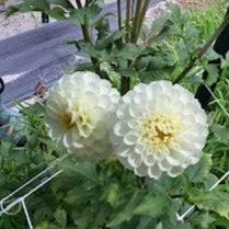Image result for Dahlia `Snowflake`