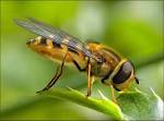 The Wonderful Nature | Insects and Bugs