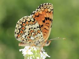 Attēlu rezultāti vaicājumam “Melitaea phoebe upperside”