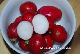 Attēlu rezultāti vaicājumam “Raphanus raphanistrum fruit”