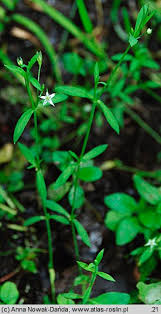 Attēlu rezultāti vaicājumam “Stellaria uliginosa”