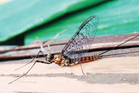 Attēlu rezultāti vaicājumam “Ephemeroptera imago”