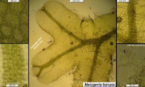 Attēlu rezultāti vaicājumam “Metzgeria furcata”