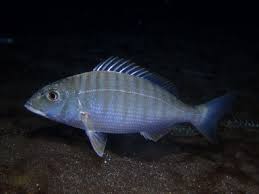 Image result for Lithognathus mormyrus