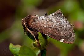 Attēlu rezultāti vaicājumam “Odontosia carmelita”