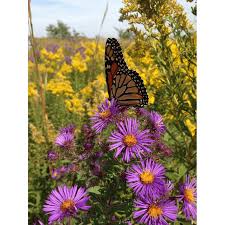 Attēlu rezultāti vaicājumam “Symphyotrichum novae-angliae flower”