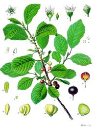 Attēlu rezultāti vaicājumam “Frangula alnus”