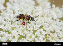 Attēlu rezultāti vaicājumam “Daucus carota subsp. carota flower”
