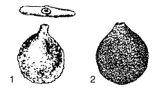 Attēlu rezultāti vaicājumam “Oligonema favogineum sessile”