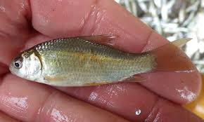 Image result for Ictiobus bubalus