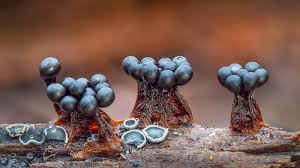 Attēlu rezultāti vaicājumam “Metatrichia floriformis”