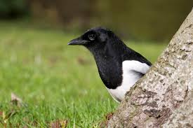 Attēlu rezultāti vaicājumam “Pica pica adult”