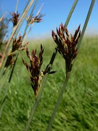 Attēlu rezultāti vaicājumam “Juncus inflexus”
