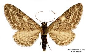 Attēlu rezultāti vaicājumam “Eupithecia icterata female”