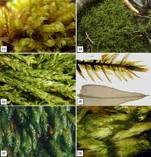Attēlu rezultāti vaicājumam “Didymodon tophaceus sporophyte”