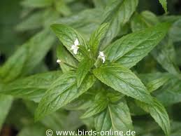 Image result for Weidenröschen