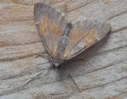 Attēlu rezultāti vaicājumam “Pennithera firmata”