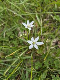 Attēlu rezultāti vaicājumam “Ornithogalum umbellatum flower”