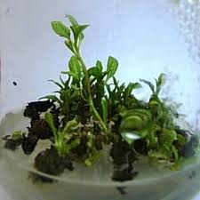 Attēlu rezultāti vaicājumam “Populus x berolinensis leaf”