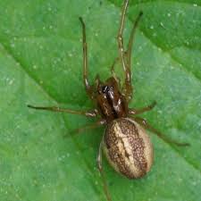 Attēlu rezultāti vaicājumam “Tetragnathidae”