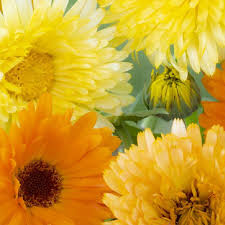 Image result for Calendula officinalis