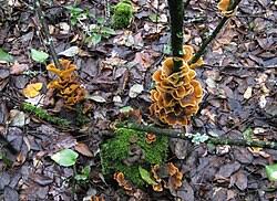 Attēlu rezultāti vaicājumam “Stereum fasciatum”