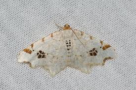 Attēlu rezultāti vaicājumam “Macaria notata”