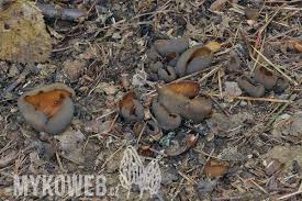 Attēlu rezultāti vaicājumam “Otidea bufonia”