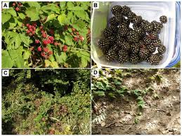 Attēlu rezultāti vaicājumam “Rubus plicatus fruit”