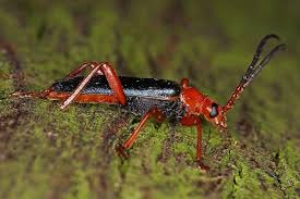 Attēlu rezultāti vaicājumam “Rhamnusium bicolor”